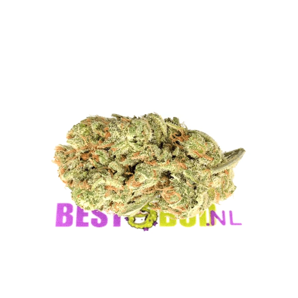 Amnesia Haze