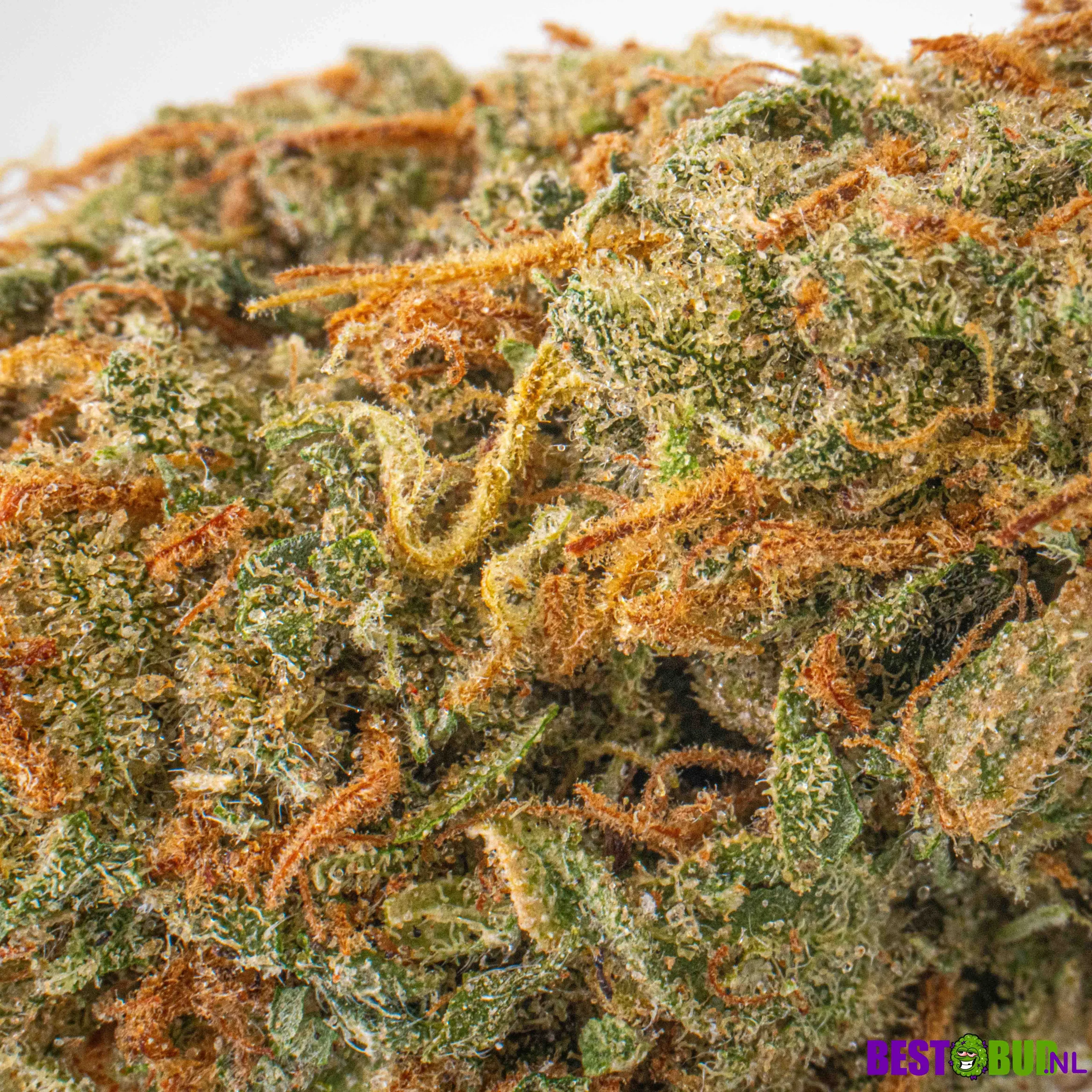 Amnesia Haze - Image 2