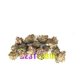Mimosa – Popcorn Buds
