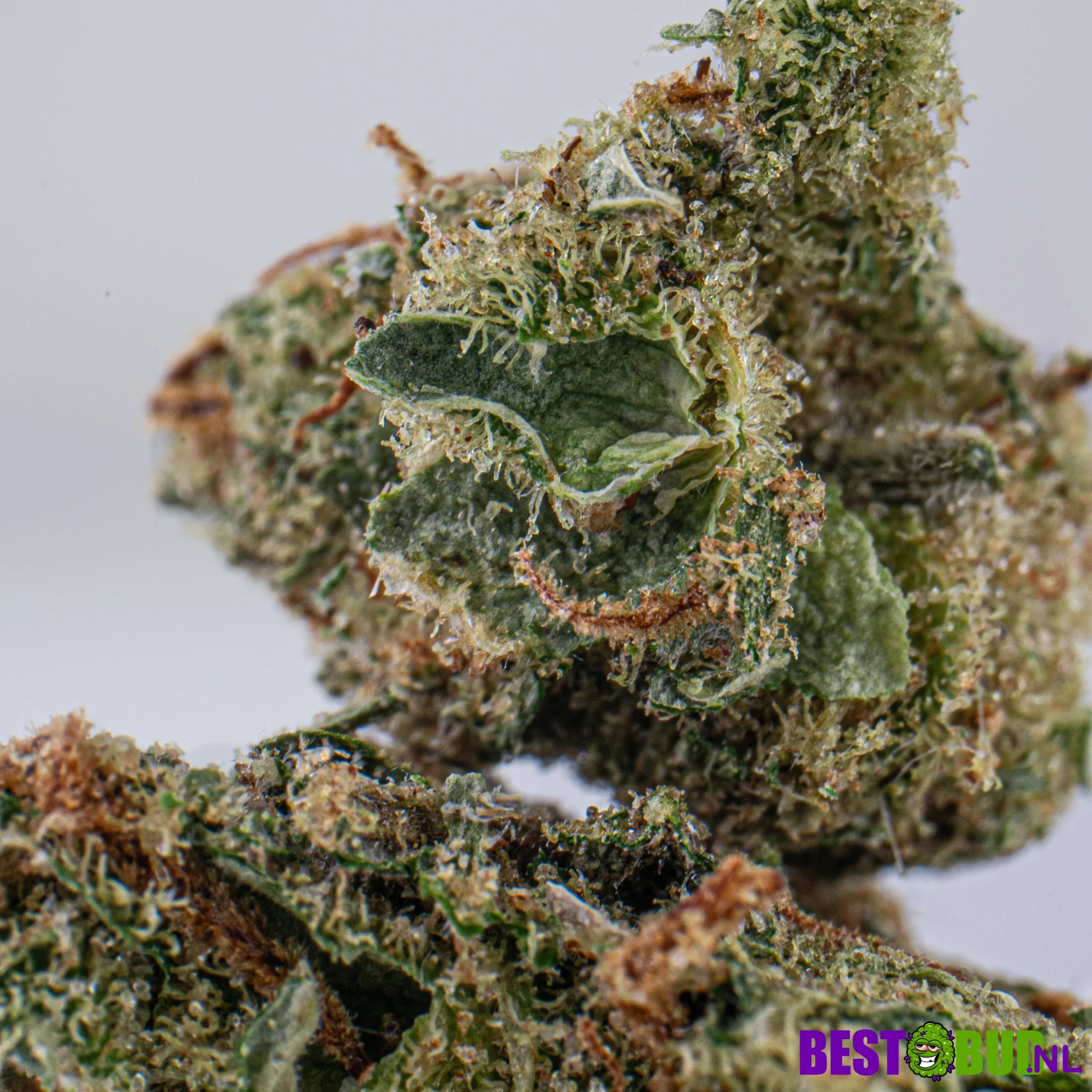 Amnesia Haze – Popcorn Buds - Image 3